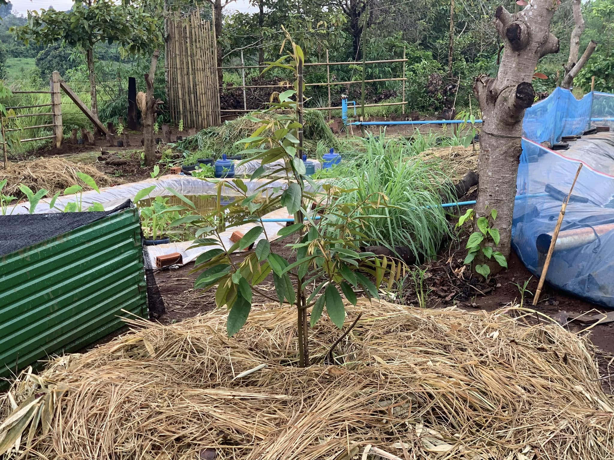 ການເຮັດ RRE ຫຼື Reborn Root Ecosystem ໃຫ້ຕົ້ນຖຸລຽນ