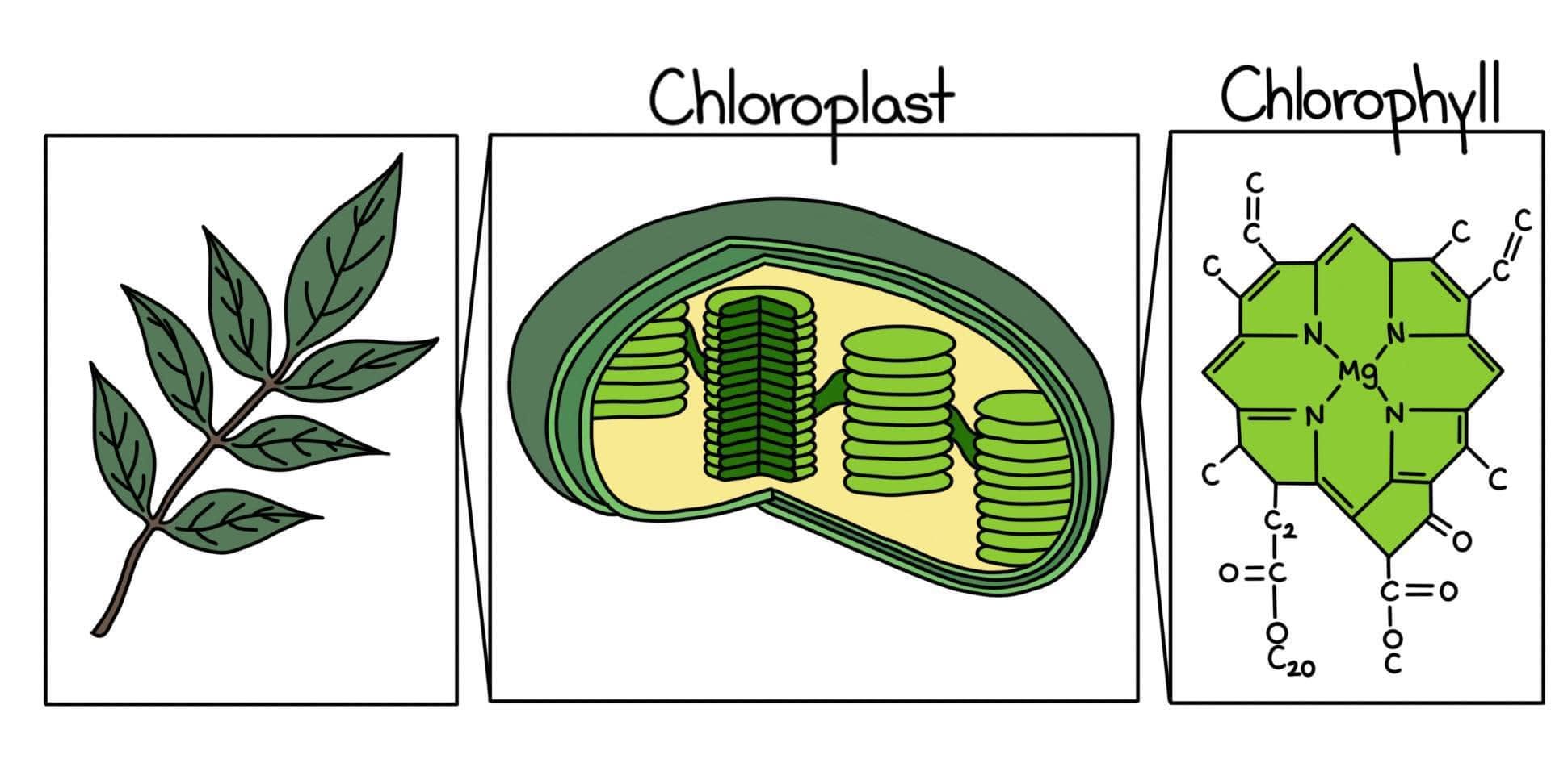 ມາຮູ້ຈັກກັບ ຄໍຣໍຟິວ Chlorophyll ທາດສີຂຽວຂອງພືດ